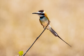 birds of Africa