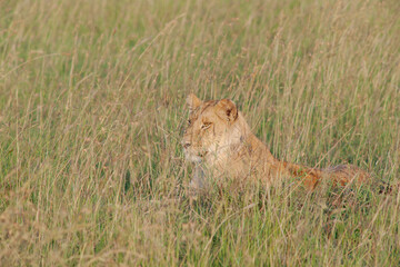 lion cub in the grass