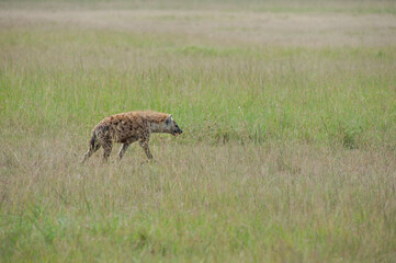 Hyena in the savannah of Africa