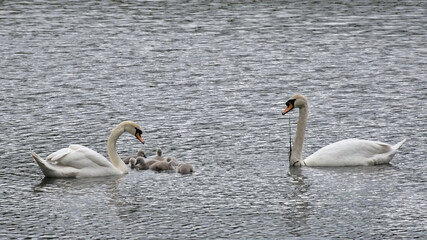  White cob and pen and grey chicks swimming in the lake - cygnus 