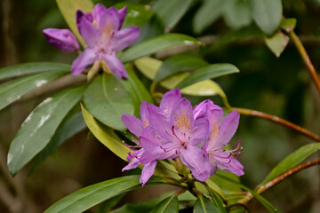 Closup of pink rhododendron flowers in the garden. Sunny pink rhododendron flowers in the garden, s elective focous 