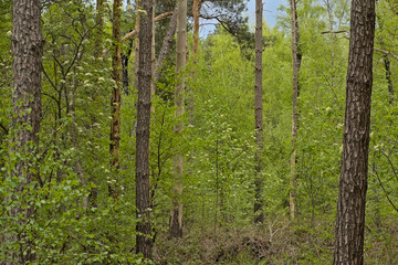 lush green spring forest near Turnhout, Flanders, Belgium