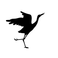 Crane Bird
