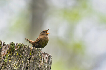 高原で囀る野鳥ミソサザイ