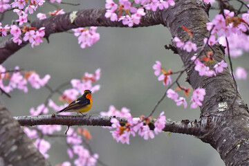 満開のオオヤマザクラと野鳥