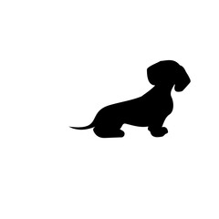 Dachshund Puppy Illustration
