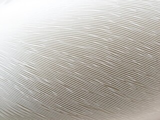 Abstract close-up macro shot of soft, delicate feather texture in shades of white and gray, elegant