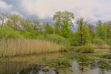 peat lake and forest in spring under a dark cloudy sky near Turnhout, Flanders, Belgium 