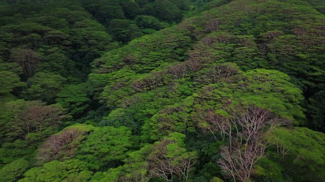 Big island Papenoo Teahupoo Tahiti Society Islands tropical dense forests French Polynesia aerial drone flora banyan ceiba breadfruit uru breadfruit palm trees Tautira Tiarei circle right birdseye
