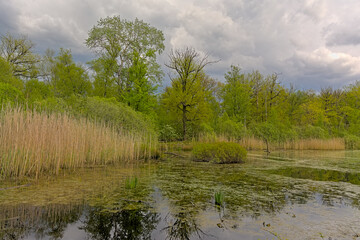 peat lake and forest in spring under a dark cloudy sky near Turnhout, Flanders, Belgium 