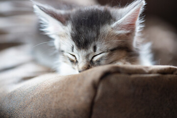 Schlafendes Somali K&auml;tzchen