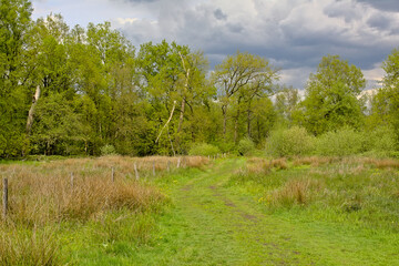 Meadow and forest under a dark cloudy sky near Turnhout, Flanders, Belgium 