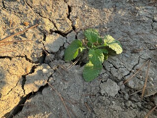 Lemon balm (Melissa officinalis). Close-up of green and fresh leaves of Melissa officinalis. Young...
