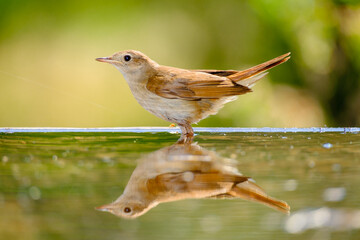 retrato de ruoiseñor con reflejo en el agua