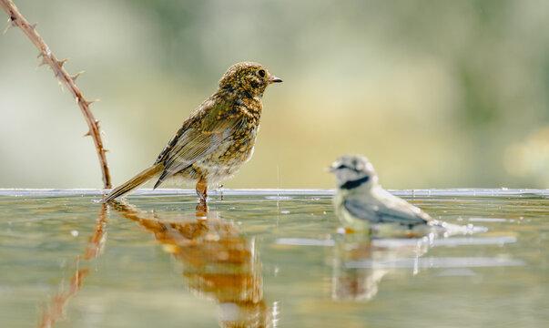 Dos p&aacute;jaros sobre agua.