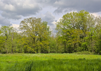 Obraz premium Meadow and forest under a dark cloudy sky near Turnhout, Flanders, Belgium 