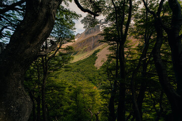 Naklejka premium Mountains and Autumn Leaves in Ushuaia, Argentina