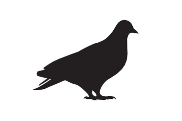 Pigeon vector illustration, animal isolated on white, Pigeon silhouette, dove vector art