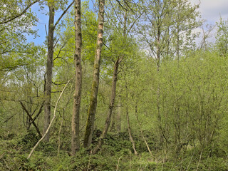 Fototapeta premium Lush green spring forest wilderness under a cloudy sky in Turnhoutse Vennen nature reserve, Turnhout, Flanders, Belgium