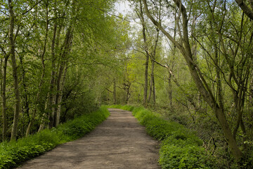 Obraz premium Hiking trail through a fresh green spring forest in Turnhoutse vennen nature reserve. Turnhout, Flanders, Belgium 