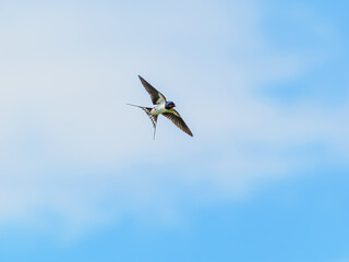 Barn swallow in flight