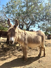 Esel auf einem Streichelzoo in Spanien