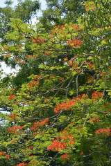Red flowers on a big tree with green leaves