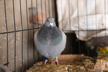 Pigeon animals curled up in iron cages in winter