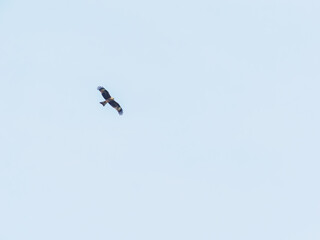 Black kite in flight