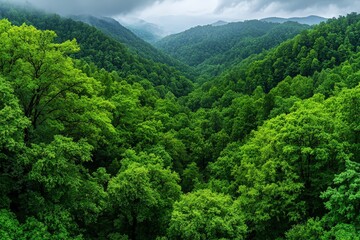 Obraz premium Awe-Inspiring Panorama of a Dense Forest Canopy Showcasing Lush Greenery and Natural Beauty with Mountains in the Background Under a Cloudy Sky