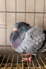 Pigeon animals curled up in iron cages in winter