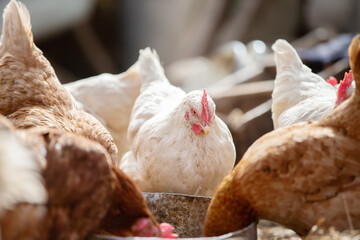 A group of chickens are gathered around a metal container. One of the chickens is pecking at the container