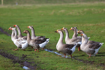 Geese graze on a green meadow. A flock of domestic geese walks one after another across the field.