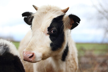 A cow with black and white spots is looking at the camera. The cow is in a field with a fence in the background
