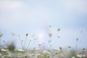 A field of white flowers with a blue sky in the background. The flowers are scattered throughout the field, with some closer to the foreground and others further back