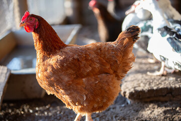 A chicken is standing in a pen with other chickens. The chicken is brown and has a red comb