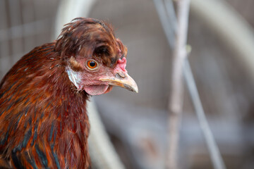 A chicken with a red head and a white spot on its face. The chicken is looking at the camera