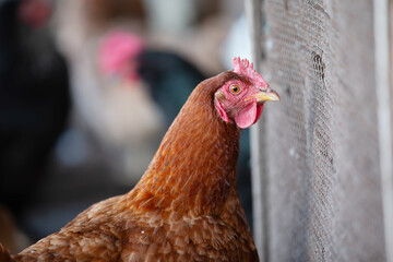 A chicken with a red beak and red comb stands in front of a fence. The chicken is looking at the camera