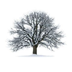 Obraz premium Snow covered tree stands tall in a serene winter landscape during a calm afternoon
