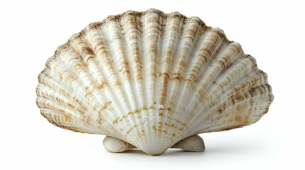 Obraz premium Close-Up of a Textured Scallop Shell - A beautifully detailed scallop shell with natural brown and cream stripes, showcasing its ridged texture and fan-like shape.