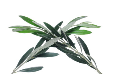 Obraz premium Olive branch with fresh green leaves isolated on white, clipping 