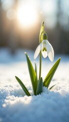Snowdrop flower blooming in snow during sunset, symbolizing spring's arrival and new beginnings