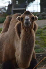 This camel is standing outdoors in a zoo in sunny early autumn day.