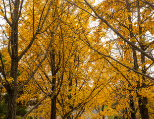 Fototapeta premium good view of korea