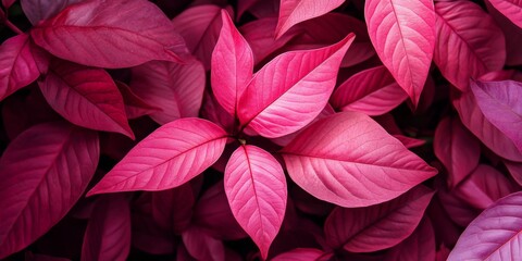 Daun dengan garis pink yang mencolok, menambah keindahan visual. Kehadiran garis pink pada daun menciptakan kontras yang menarik, menjadikan daun ini sangat menarik untuk dilihat.