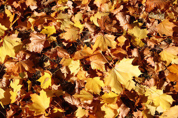 Herbstblätter