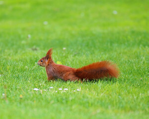 Eichhörnchen