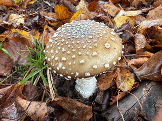 The panther cap, a deadly poisonous mushroom growing in the forest