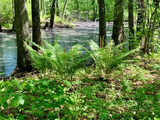 Lush green ferns grow under tall trees by a serene pond in a forest. Hiking Marquam Creek Trail