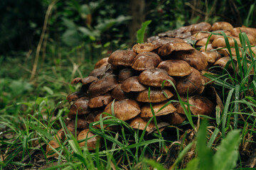 Group of honey mushrooms of different size growing together in nature on blurred background